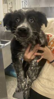 Siren -  Australian Cattle Dog Blue Heeler and Mixed Breed Dog for Adoption in Bowling Green, Kentucky - Siren | PetCurious
