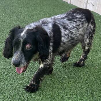 Zooma 7184 -  English Cocker Spaniel Dog for Adoption in Loxahatchee Groves, Florida - Zooma 7184 | PetCurious