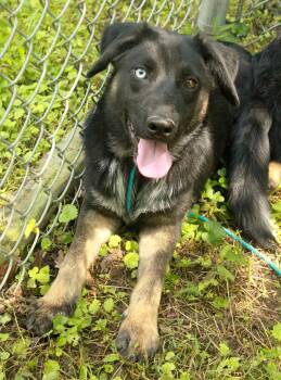 Red -  German Shepherd Dog and Australian Cattle Dog Blue Heeler Dog for Adoption in Ona, West Virginia - Red | PetCurious