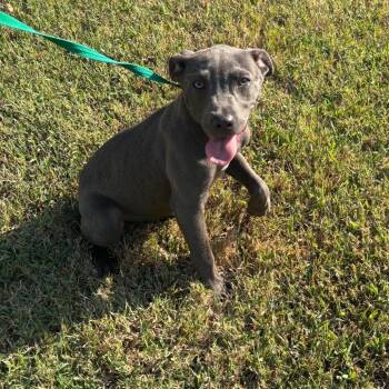 Duckie -  Mixed Breed Dog for Adoption in Memphis, Tennessee - Duckie | PetCurious
