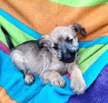 Cairn Terrier and Yorkshire Terrier Dogs Available for Adoption in Missouri City, Texas - Toyko OR14423-T | PetCurious