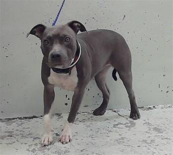 ROWAN -  Staffordshire Bull Terrier and Mixed Breed Dog for Adoption in Houston, Texas - ROWAN | PetCurious