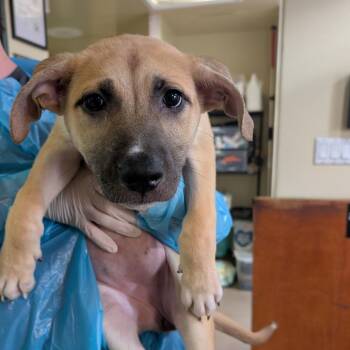 Mysterio -  Shepherd and Husky Dog for Adoption in Pasadena, California - Mysterio | PetCurious