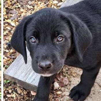 Dash -  Mixed Breed and Black Labrador Retriever Dog for Adoption in Rockville, Maryland - Dash | PetCurious