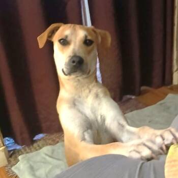 Pit Bull Terrier and Labrador Retriever Dogs Available for Adoption in Gainesboro, Tennessee - Reacher | PetCurious