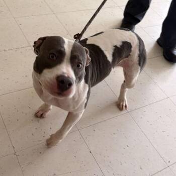 Celeste -  Mixed Breed Dog for Adoption in Davenport, Iowa - Celeste | PetCurious