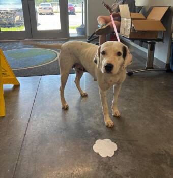 Luna -  Pit Bull Terrier Dog Available for Adoption in Gautier, Mississippi - Luna | PetCurious