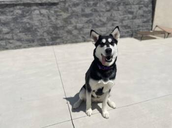 Alaskan Malamute Dogs Available for Adoption in Lancaster, Pennsylvania - Kita | PetCurious