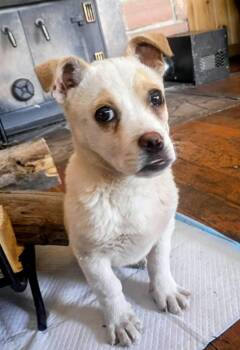 Taunzi -  Chihuahua and Australian Cattle Dog Blue Heeler Dog for Adoption in Fort Lupton, Colorado - Taunzi | PetCurious