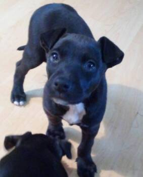 Pit Bull Terrier and Hound Dogs Available for Adoption - Fozzie Bear | PetCurious