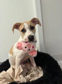 Aleeva -  Mixed Breed Dog for Adoption in Atlanta, Georgia - Aleeva | PetCurious