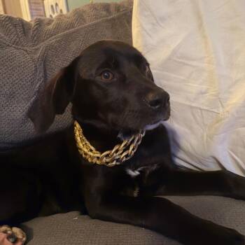 Starburst -  Great Dane and Mixed Breed Dog for Adoption in Avon, Ohio - Starburst | PetCurious