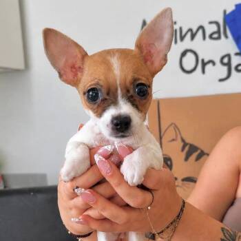 Chihuahua Dogs Available for Adoption in Tampa, Florida - Brownie | PetCurious