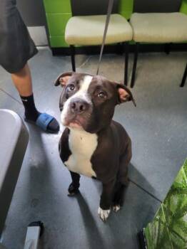 Ic 5 -  Pit Bull Terrier Dog for Adoption in Lawrenceville, Georgia - Ic 5 | PetCurious