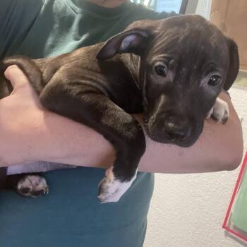 Mixed Breed Dogs Available for Adoption in Port Charlotte, Florida - Tiny Tim | PetCurious