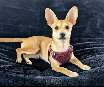 Peanut -  Chihuahua Dog for Adoption in Dublin, Ohio - Peanut | PetCurious