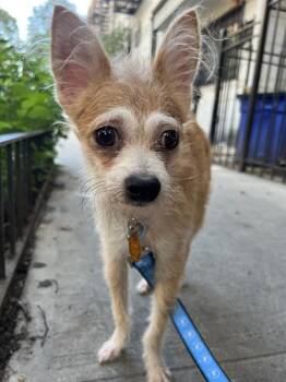 Leonardo -  Chihuahua and Terrier Dog for Adoption in New York, New York - Leonardo | PetCurious