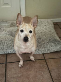 Rescue Chihuahua Dogs for Adoption in Tucson, Arizona - Lizzie | PetCurious