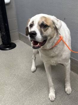 KYLO -  Labrador Retriever and Mixed Breed Dog for Adoption in Las Vegas, Nevada - KYLO | PetCurious