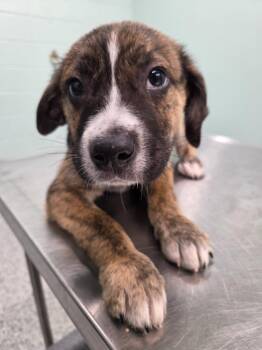 Terrier Dogs Available for Adoption - Nutter Butter | PetCurious