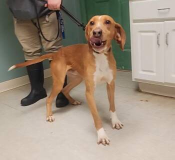 Hound Dogs Available for Adoption in Mineral, Virginia - Puzzle | PetCurious