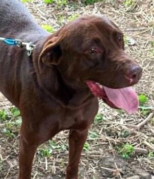 Brownie-Available 8/15 www.lhar.dog to apply -  Chocolate Labrador Retriever Dog for Adoption in Frederick, Maryland - Brownie-Available 8/15 Www.lhar.dog To Apply | PetCurious