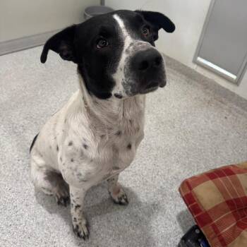 Peter -  Hound and Australian Cattle Dog Blue Heeler Dog for Adoption in Pineville, Missouri - Peter | PetCurious