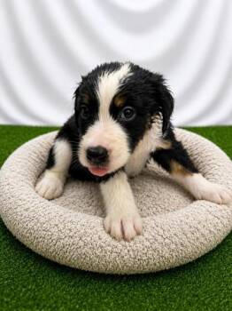 JohnJay -  Mixed Breed Dog for Adoption in Covington, Louisiana - JohnJay | PetCurious