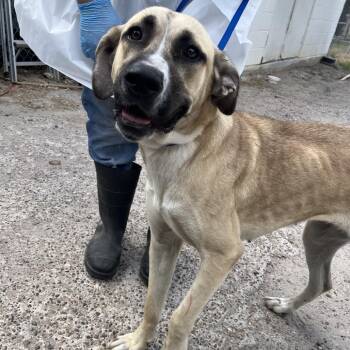 Autumn -  Great Dane and Mixed Breed Dog for Adoption in Edinburg, Texas - Autumn | PetCurious