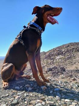 Rescue Doberman Pinscher Dogs for Adoption in Joshua Tree, California - BUCKAROO | PetCurious