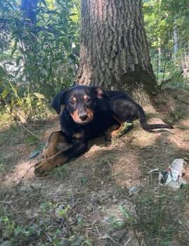 LLP Witcher : Geralt (Otto) -  Beagle and Shepherd Dog for Adoption in Aurora, Indiana - LLP Witcher : Geralt (Otto) | PetCurious