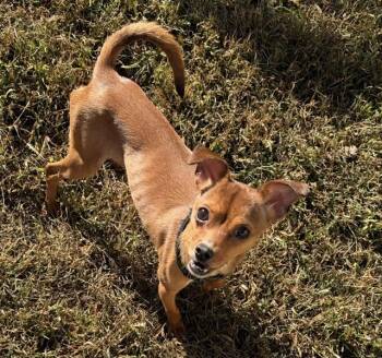 Patience -  Chihuahua Dog for Adoption in East Brunswick, New Jersey - Patience | PetCurious