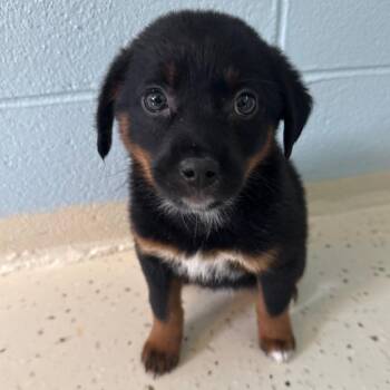 Basil Bama -  Mixed Breed Dog for Adoption in Fort Lauderdale, Florida - Basil Bama | PetCurious