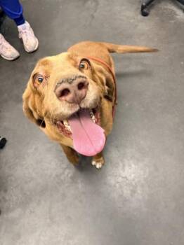 Rhodesian Ridgeback and Mixed Breed Dogs Available for Adoption in North Charleston, South Carolina - 05288B Remi/Cash | PetCurious