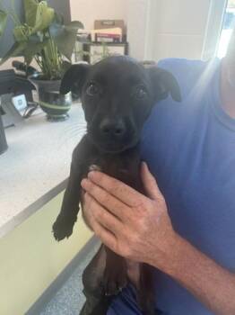 Bam -  Shepherd and Mixed Breed Dog for Adoption in West Memphis, Arkansas - Bam | PetCurious