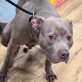 Pit Bull Terrier Dogs Available for Adoption - Belle | PetCurious