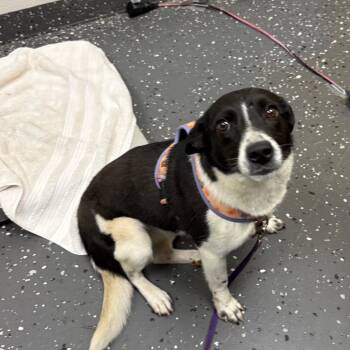 Buffy -  Mixed Breed Dog for Adoption in Columbiana, Alabama - Buffy | PetCurious