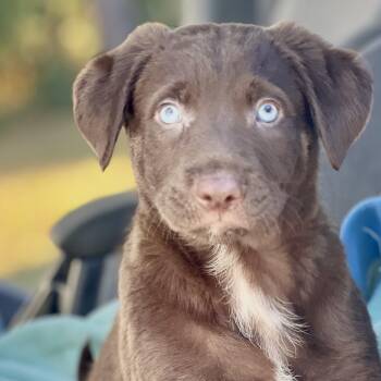 Mixed Breed Dogs Available for Adoption - Bronco | PetCurious