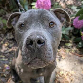 Ben -  Mixed Breed Dog Available for Adoption in Voorhees Township, New Jersey - Ben | PetCurious