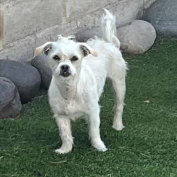 Terrier Dogs Available for Adoption in Las Vegas, Nevada - Beru | PetCurious
