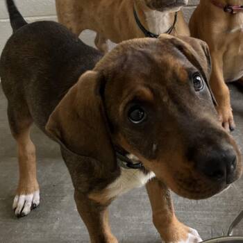 Dylan -  Mixed Breed Dog for Adoption in Marble, North Carolina - Dylan | PetCurious