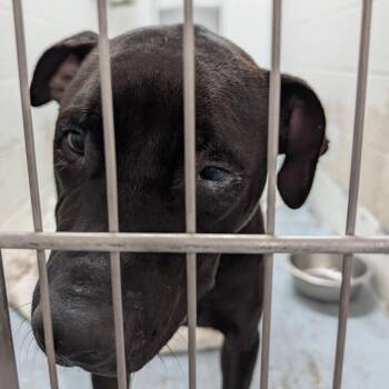 Rescue Pit Bull Terrier Dogs for Adoption in Ravenna, Ohio - 187264 LOOKING FOR OWNER | PetCurious