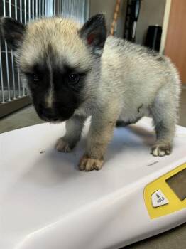BOGIE* -  German Shepherd Dog and Mixed Breed Dog for Adoption in Santa Cruz, California - BOGIE* | PetCurious