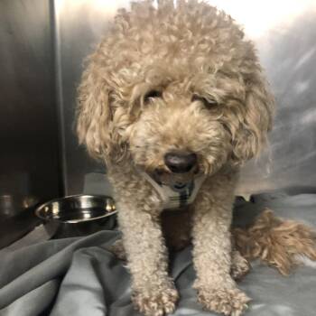 Fivey -  Poodle and Mixed Breed Dog for Adoption in Philadelphia, Pennsylvania - Fivey | PetCurious