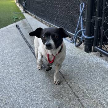 Mixed Breed Dogs Available for Adoption - Cleopatra | PetCurious