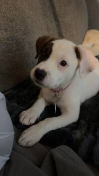 Rescue Mixed Breed Dogs for Adoption in Chicago, Illinois - Kendal | PetCurious