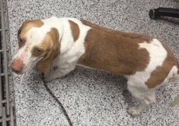 Basset Hound and Mixed Breed Dogs Available for Adoption in West Chester, Pennsylvania - Wilbur | PetCurious