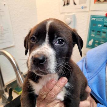 Mixed Breed Dogs Available for Adoption in Belfair, Washington - Elmer | PetCurious