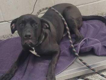 Leonardo -  Mixed Breed Dog for Adoption in Kansas City, Missouri - Leonardo | PetCurious