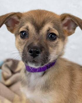Nancy Drew -  Chihuahua and Terrier Dog Available for Adoption in Kennesaw, Georgia - Nancy Drew | PetCurious